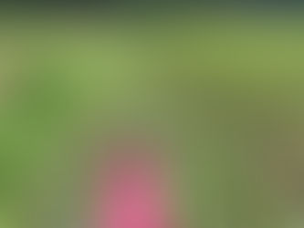 娘の発表会と大豆の除草