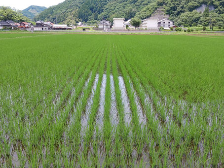 アイガモロボは大成功だった