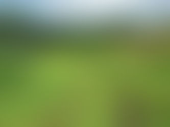 今年のイノシシの状況