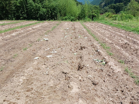 自家採種用のゴボウがまた全滅