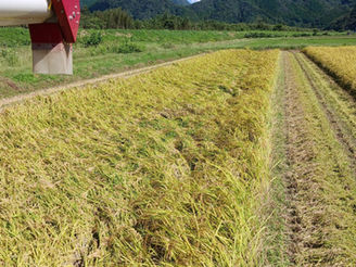 自然栽培コシヒカリの様子
