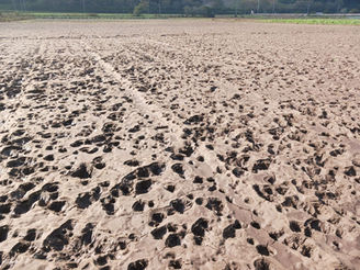 うちの畑の草の話
