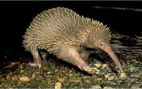 Equidna