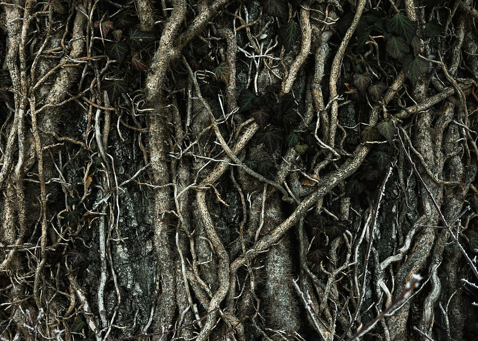 camille-brodard-peOp2E3Zukk-unsplash.jpg