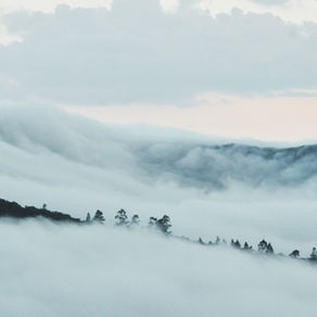 Entre Micélios e Resiliência: a Fotografia de Thaís Itapema (por Marcel Fernandes)