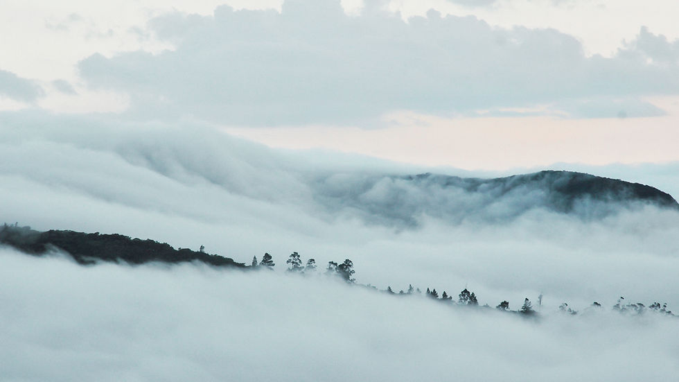 Entre Micélios e Resiliência: a Fotografia de Thaís Itapema (por Marcel Fernandes)