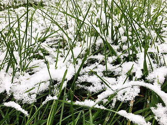 Seasonal Year-Round Commercial Lawn Maintenance in St. Louis