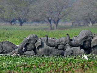 Jumbo drop in estimates of India elephant population