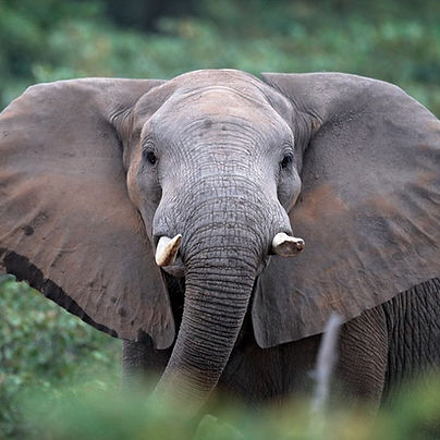 African-forest-elephant-1_edited.jpg