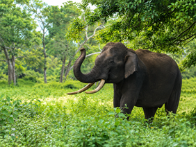 Why Now Is the Perfect Time to Visit Sri Lanka: Easier Access, Exceptional Value, and Unforgettable Experiences