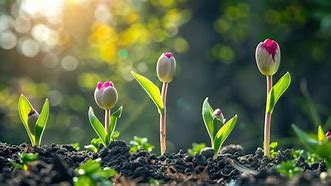 🌸 April Awakening: Spring into Healing, Growth & Community🌿