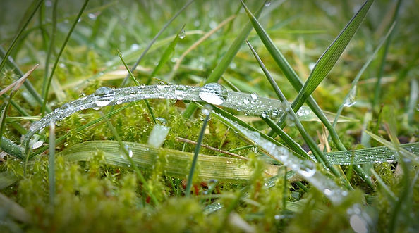 Wet Grass