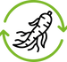 ginseng.png