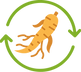 ginseng.png