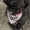 Thumbnail: Reversible Love Dog Bandana