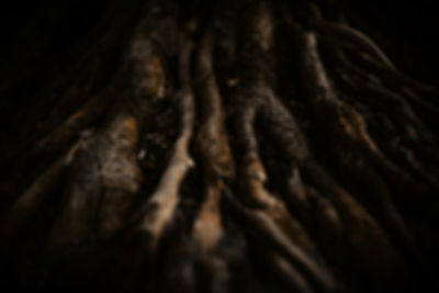 giant-roots-of-a-tropical-tree-in-the-jungle-2024-10-18-10-16-48-utc-(Compressify_edited_e