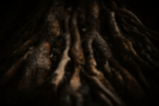 giant-roots-of-a-tropical-tree-in-the-jungle-2024-10-18-10-16-48-utc-(Compressify_edited_e