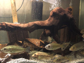 Lake Barombi Mbo Species Tank Update