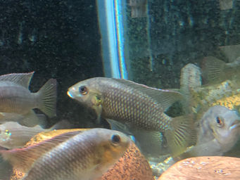 Lake Mweru Species Update