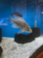 Serranchromis sp. 'Large Tooth Group' male