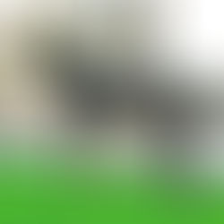 Morería de la Suerte - Representante de Grupo Mixto de Extremadura - Actual campeona de España