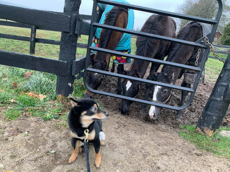 Foaling List 2021