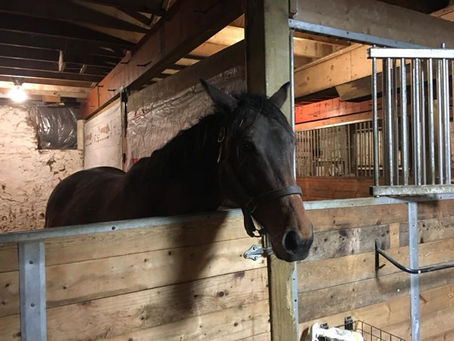 The Mare Stare