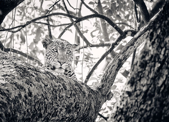 leopard.jpg