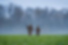 WFS-Camo-Final-4.jpg