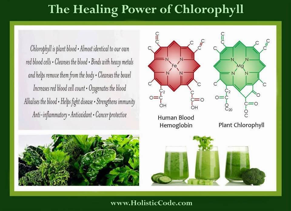 Chlorophyll