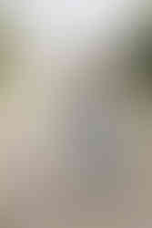 Eleganz auf der Wiese mit Alpaca