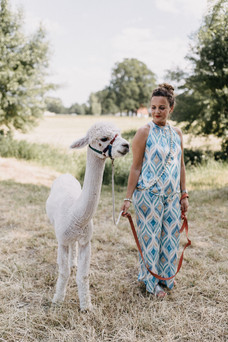 Eleganz auf der Wiese mit Alpaca