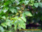 Did you know coffee is often grown together with cacao? They make great neighbors!