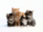 5 gatinhos filhotes(02 malhados amarelos e 03 malhados acinzentados)sentados lado a lado muito juntinhos 