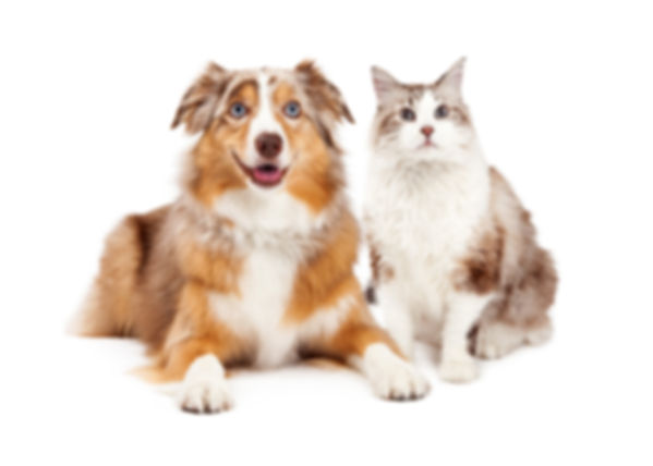 um cachorro border collie brabdo e caramelo de olhos azuis deitado ao lado de um lindo gato branco e marrom como amigos