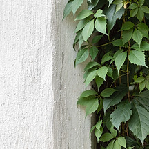 Green Ivy on Stone Wall