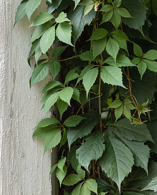Green Ivy on Stone Wall