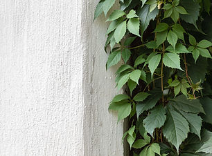 Green Ivy on Stone Wall