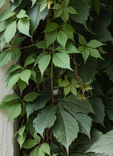Green Ivy on Stone Wall