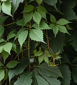 Lierre vert sur mur pierre