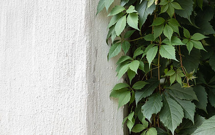 Green Ivy on Stone Wall