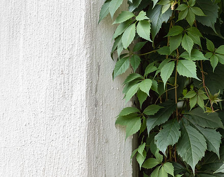 Green Ivy on Stone Wall