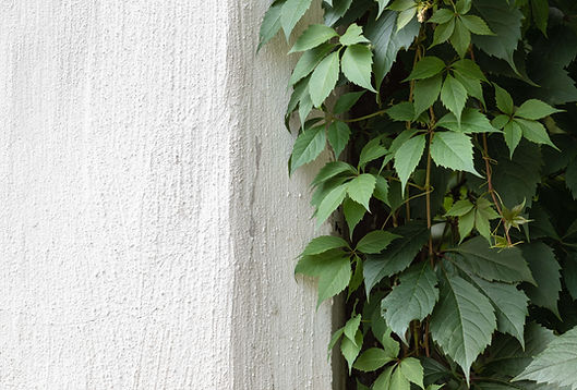 Green Ivy on Stone Wall