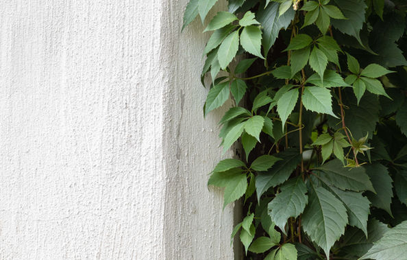 Green Ivy on Stone Wall