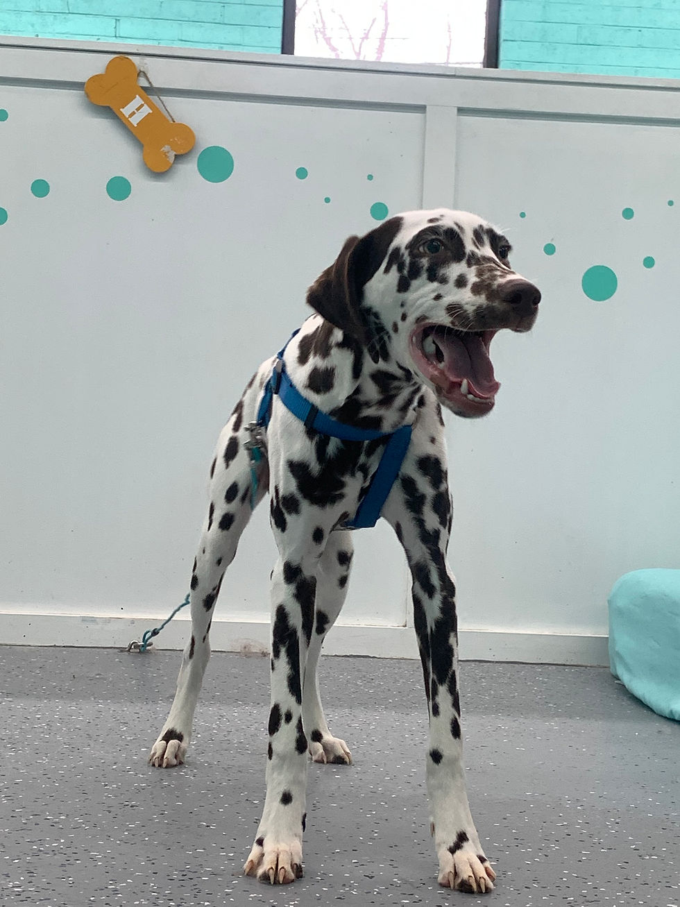 dalmatian