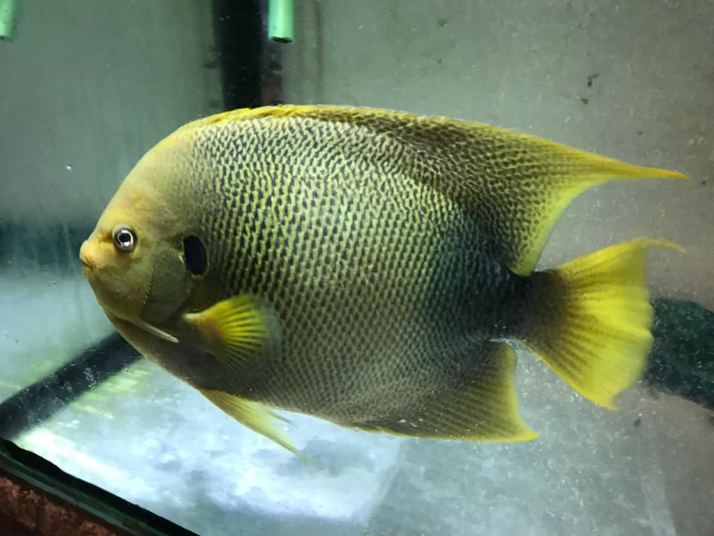 Holacanthus Africanus Ghana Angel fish