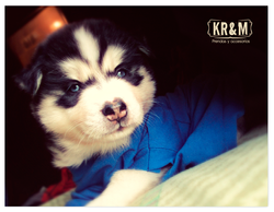 KR&M  Pets