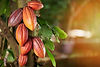 Cacaoyer.jpg