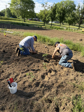 2 club members planting transplants in the community garden