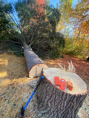 Timber Fox Tree Services. Tree Removal in Stittsville, Kanata & Ottawa. Qualified ISA Arborist.